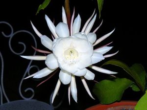 La fleur de lune - Quilaztli, un petit monde d'histoire