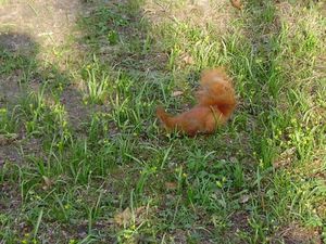 Écureuil dans le parc Lazienki à Varsovie