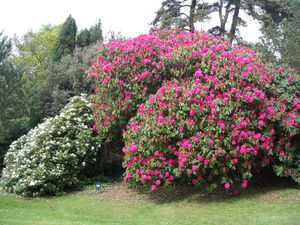Bois-des-moutiers-rhododendron