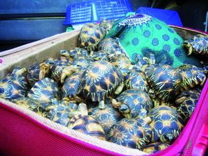 1-tortues.jpg