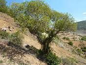 1-tapia.jpg