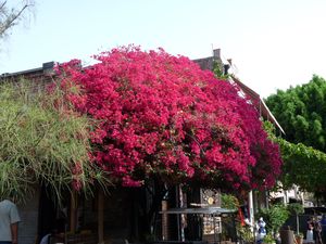 los angeles (2)