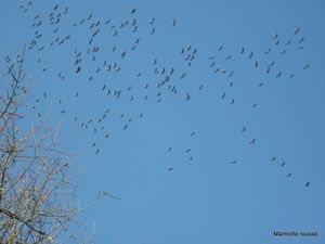 Grues (79)-13