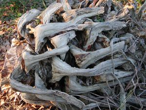 DSCN4715.JPG