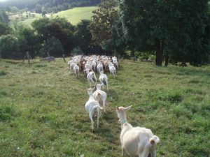 troupeau-de-Chevres-juillet-2009.jpg