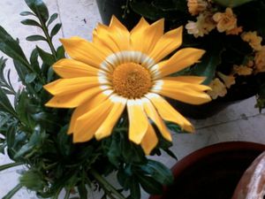 gazania