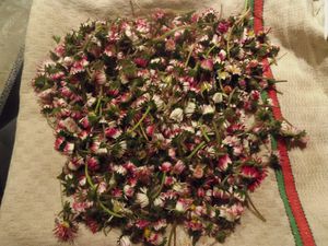 bellis-002.JPG