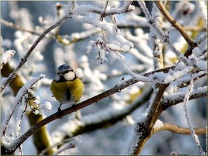 mesange-bleue-janvier-2009-01.jpg