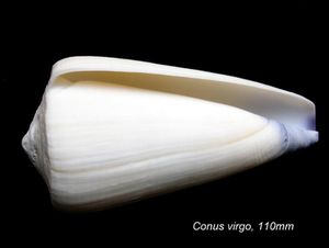 Conus-virgo-110mm-Philippines-01