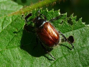 Cantal Rando St Urcize cetoine 2