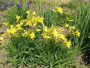 lys-jaune2.jpg