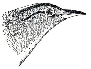 1afree--clip-art-birdhead-gfairy005
