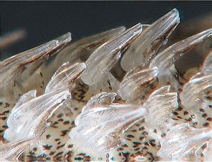 Denticules dermiques Scyliorhinus2