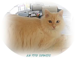 CHAT-LAPIN.jpg