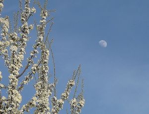 lune et fleurs de prunier - reduc1