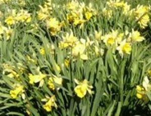 jonquilles.jpg