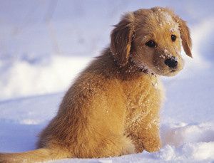 5-conseils-pour-partir-aux-sports-d-hiver-avec-son-chien la