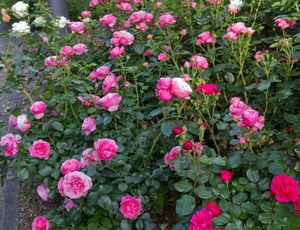 RosengartenBrautpaare 02 02b