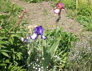 iris-bicolore.jpg