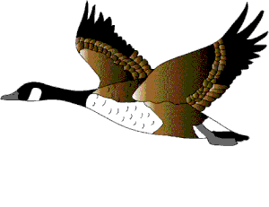 oiseau51