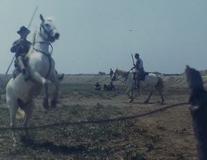 cheval de Camargue