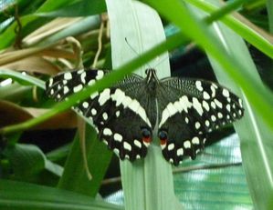 papillon