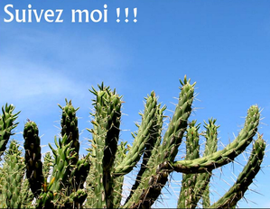 Capture-cactus.PNG