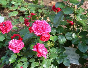 RosengartenBrautpaare 02 01a