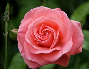 RosengartenBrautpaare 03 01 aa