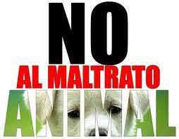 proteccion_animal12.jpg