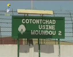 coton tchad