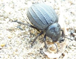 tenebrionidé pimelia