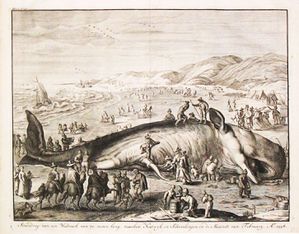 Dépeçage baleine