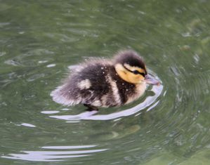 01-Enten-03-Hofgartenteich-3.jpg