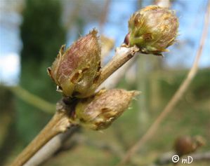 Boutons de glycine PK