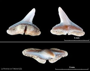 PlancheRhizoprionodon.jpg