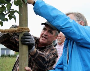 ObstbaumNaturfreunde 09 Pfahl kuerzen 2