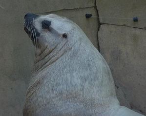 Buberel_seal.jpg