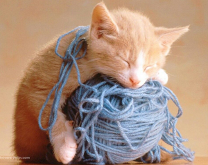 Capture-chat-dort.PNG