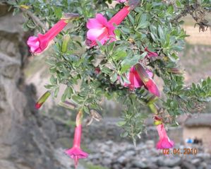 FLEUR DE L'INCA