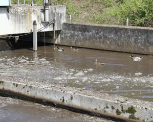 KlaeranlageVH 06 Belebung 1 Becken Enten