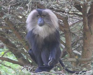macaque ouandérou