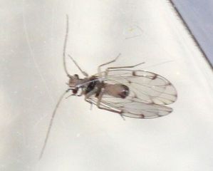Ectopsocus briggsi (13)