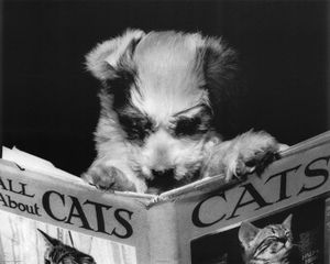 Tout-sur-les-chats.jpg
