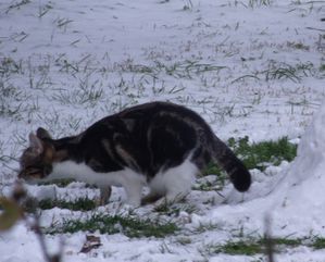 bulle-neige.jpg