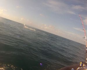 marlin.JPG