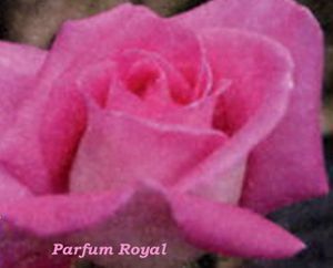Parfum Royal