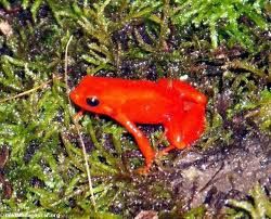 mantella cowani