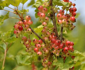grades-fruits-2010-130.jpg