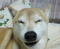 shiba-inu-qui-sourit.jpg